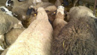 Овце и взивки - Снимка 1