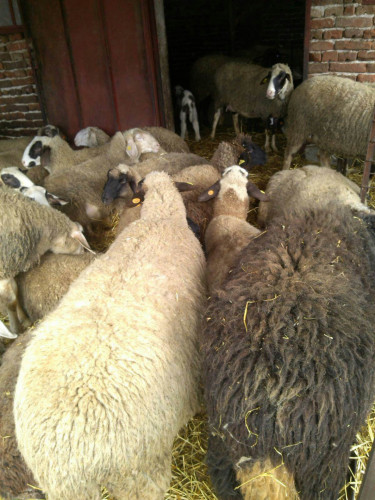 Овце и взивки - Снимка 1