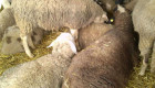 Овце и взивки - Снимка 2