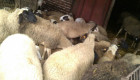 Овце и взивки - Снимка 3