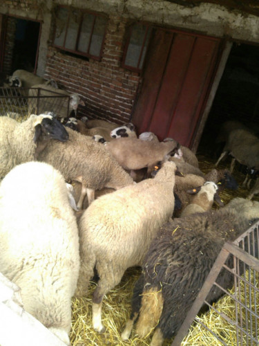 Овце и взивки - Снимка 3