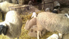 Овце и взивки - Снимка 4