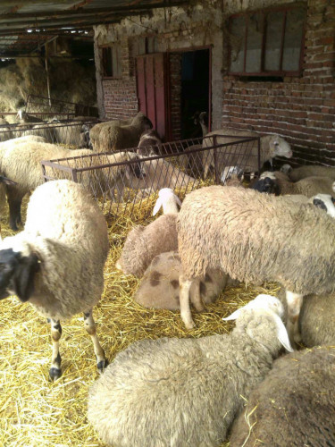 Овце и взивки - Снимка 4
