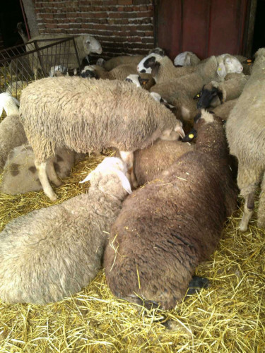 Овце и взивки - Снимка 5