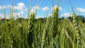 Апел към зърнопроизводителите: Спазвайте технологията - Снимка 1