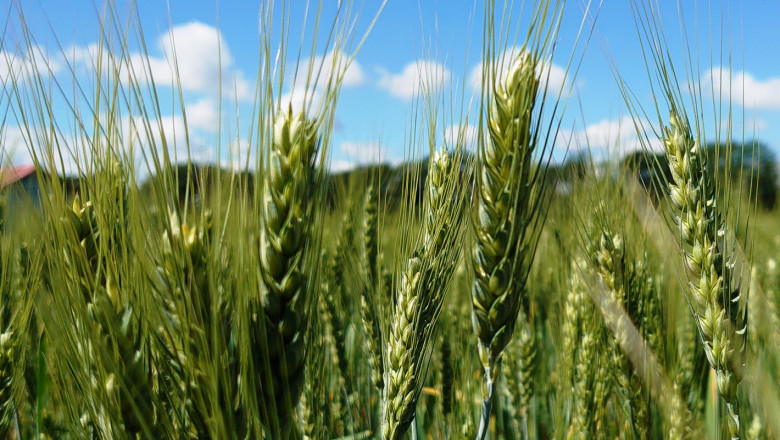 Апел към зърнопроизводителите: Спазвайте технологията