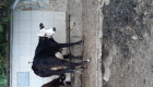 Продавам  крави херефорд - Снимка 2
