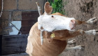 Продавам  крави херефорд - Снимка 4