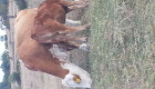 Продавам  крави херефорд - Снимка 6
