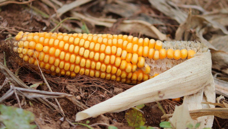 Анкета: Средният добив на царевицата е под 400 кг/дка
