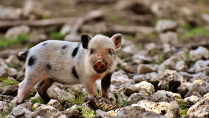 Къде са препъникамъните по възстановяването на свинефермите?
