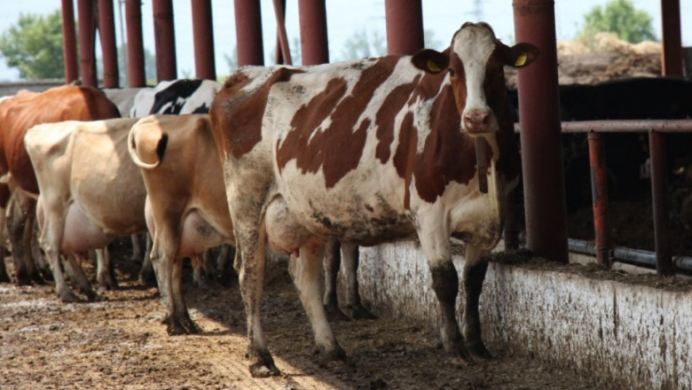 Цената на млякото: Какво казват фермерите и анализаторите