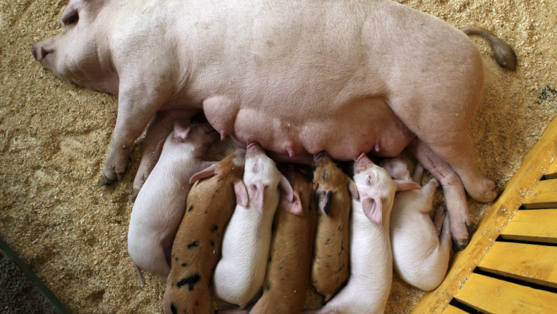 Китай измисли как да самозадоволи пазара си на свинско месо