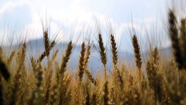 Прогноза: Площите с пшеница и царевица ще растат