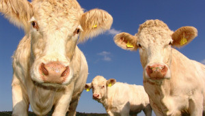 Български ферми задоволяват вътрешните нужди от говеждо и агнешко?