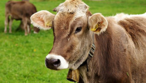 Агроиновации: 3D наблюдение помага за ранна диагностика и висока продуктивност при говедата