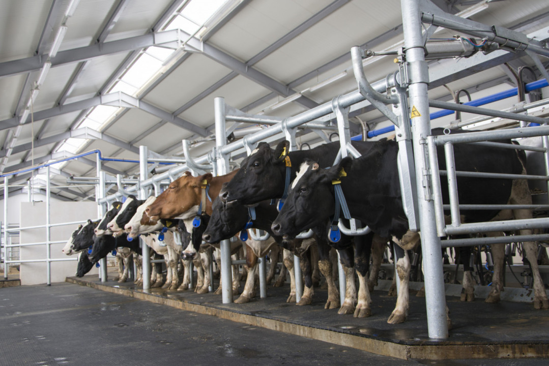 Как да увеличите млечната производителност на животните?