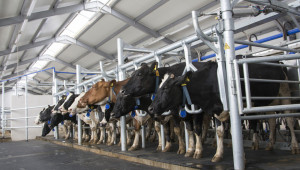 Как да увеличите млечната производителност на животните? - Снимка 1
