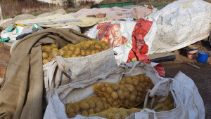 Производителите на картофи търсят финансово обезпечение на загубите си - Снимка 1