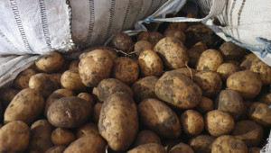 Производителите на картофи търсят финансово обезпечение на загубите си - Снимка 2