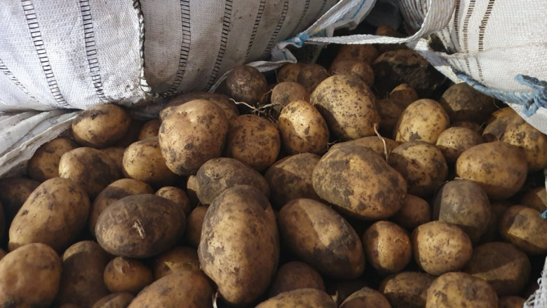 Производителите на картофи търсят финансово обезпечение на загубите си