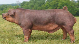 Дюрок (Duroc) - порода свине за месо