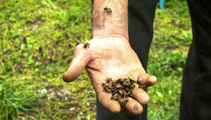 Пестициди и суша сринаха добива от мед в Добруджа