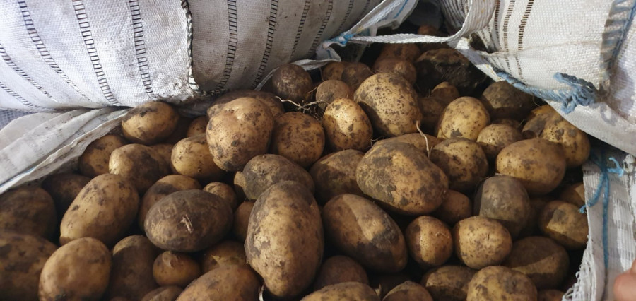 Картофи залежават по складовете - Снимка 2