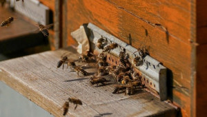 2020 г. постави нов антирекорд за европейските пчелари