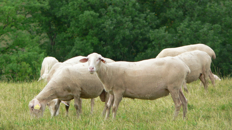 Лакон - порода овце за мляко