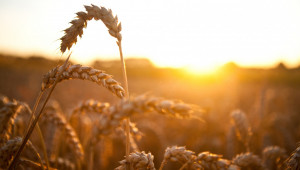 Борсите са жадни за фуражна пшеница