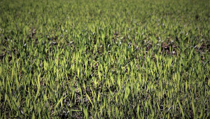 Костадинов: Пшеницата в Добруджа тенденциозно пожълтява