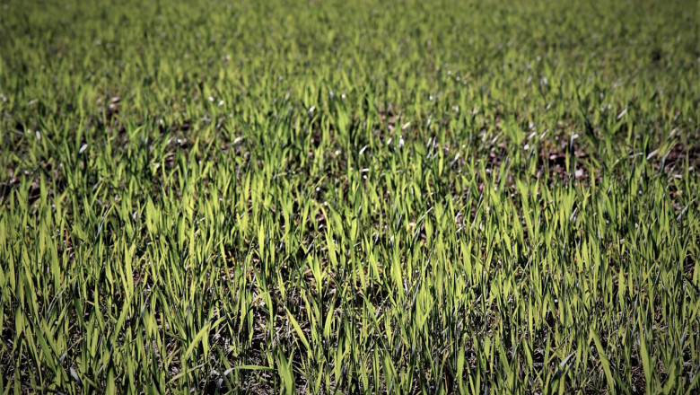 Костадинов: Пшеницата в Добруджа тенденциозно пожълтява