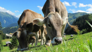 Нов метод: Можете сами да определите какъв е проблемът с храненето при кравите ви