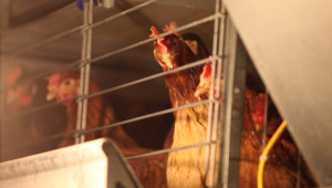 Десетки хиляди българи казаха "Не" на кокошки в клетки