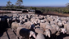 Овце за продан - Снимка 1