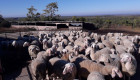 Овце за продан - Снимка 2