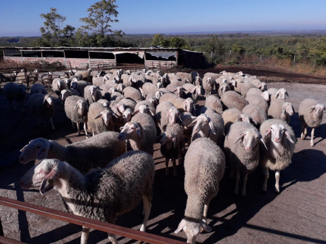 Овце за продан - Снимка 4
