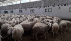 Овце за продан - Снимка 5