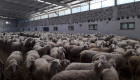 Овце за продан - Снимка 6