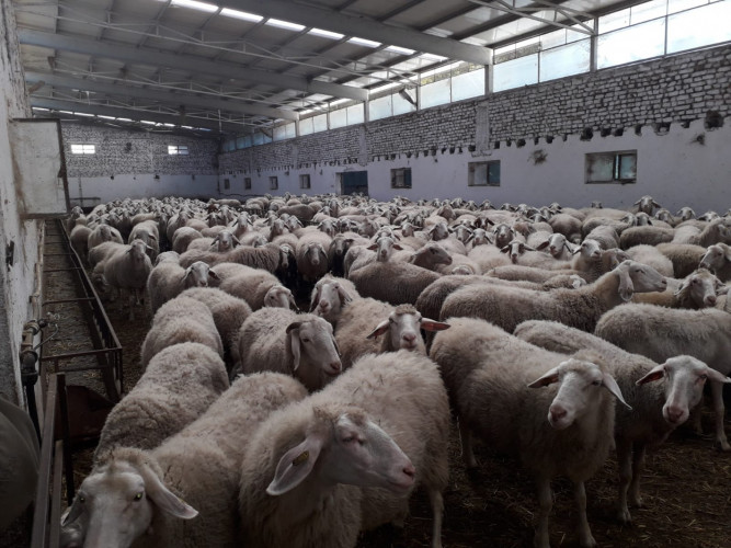 Овце за продан - Снимка 7