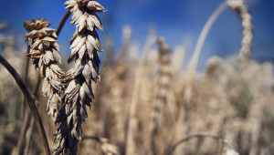 Цените на зърното растат заради Русия, Китай и времето