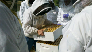Месечни пчеларски практики на пчелина през ноември