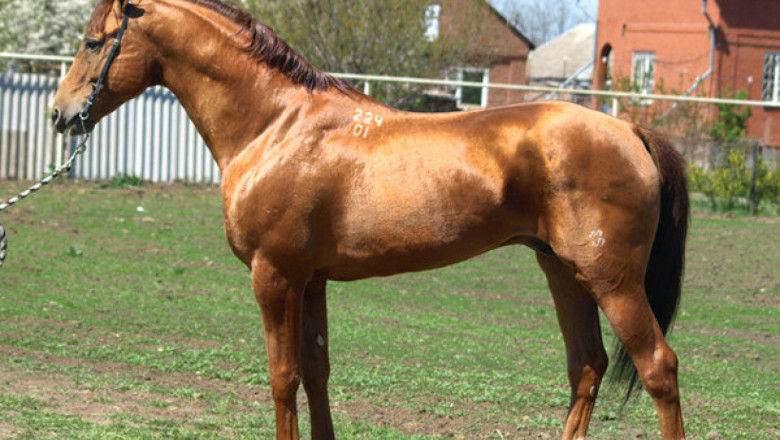 Донски кон - една от най-старите руски породи коне