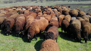 Медночервена шуменска овца – гордостта на фермера Кудрет Ахмед - Снимка 1