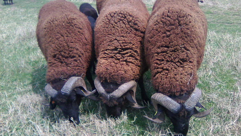 Медночервена шуменска овца – гордостта на фермера Кудрет Ахмед