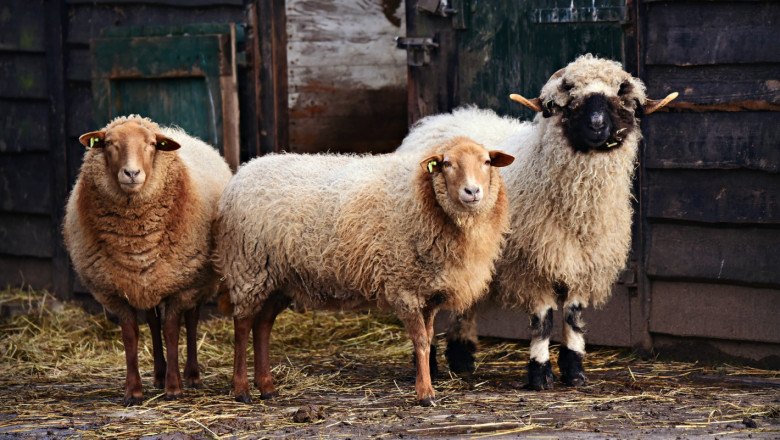 Стопанин: Време е да приберем бременните овце