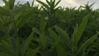 Sunn Hemp (Crotalaria juncea) семена - Снимка 8
