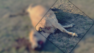 Безпризорни крави пасат и умират в нивите - Снимка 3