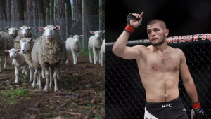 Световен ММА шампион става овцевъд
